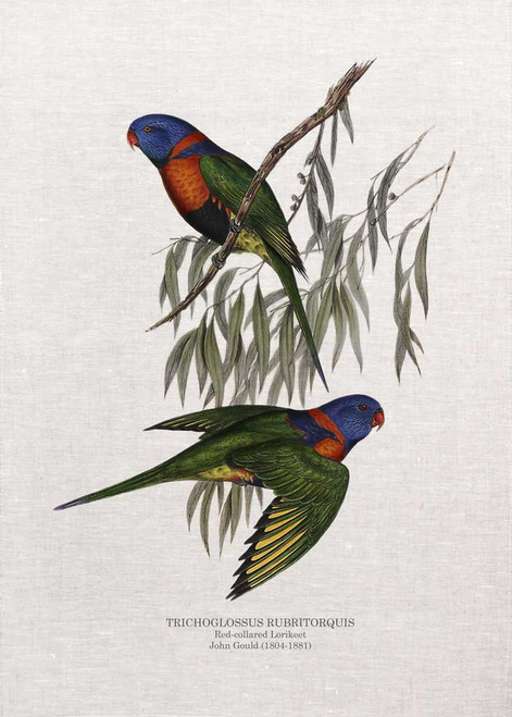 Red-collared Lorikeet TRICHOGLOSSUS RUBRITORQUIS  John Gould  printed on tea towel Made in Australia