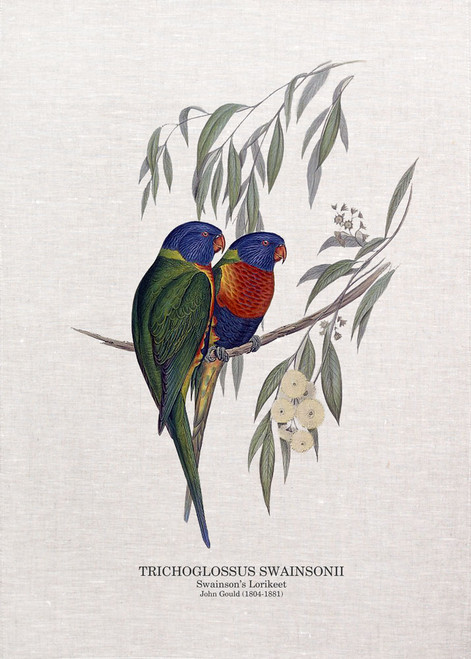 Swainson’s Lorikeet TRICHOGLOSSUS SWAINSONII John Gould  printed on tea towel Made in Australia