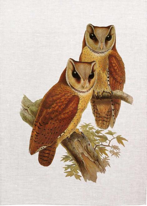 ORIENTAL BAY OWL, PHODILUS BADIUS,  by John Gould  printed on tea towel Made in Australia