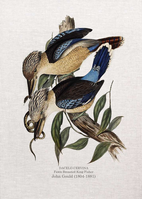 Fawn Breasted King Fisher DACELO CERVINA  by John Gould  printed on tea towel Made in Australia