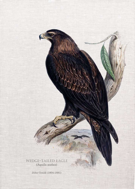 The wedge-tailed eagle (Aquila audax) by John Gould  printed on tea towel Made in Australia