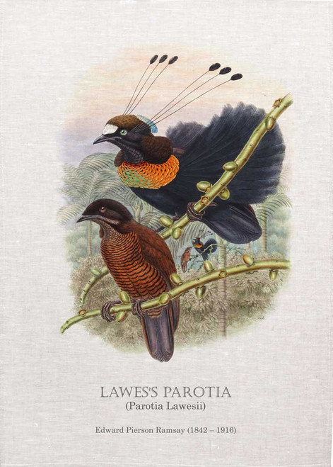 Lawes's parotia by Edward Pierson Ramsay (1842 – 1916) printed on tea towel Made in Australia