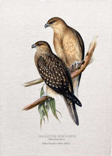 Haliastur sphenurus (Whistling Kite) illustrated by John Gould printed on tea towel Made in Australia