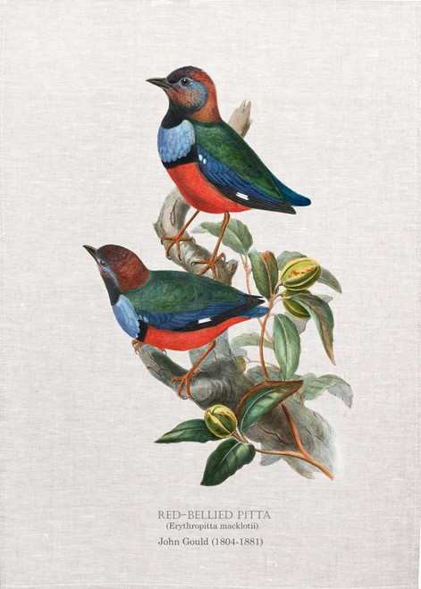 Red-bellied Pitta (Erythropitta macklotii) illustrated by John Gould printed on tea towel Made in Australia