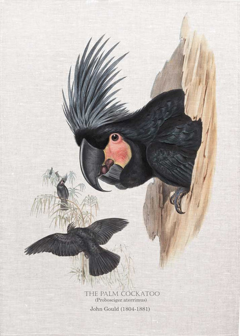 The palm cockatoo (Probosciger aterrimus) by John Gould printed on tea towel Made in Australia