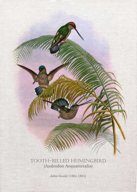 The tooth-billed hummingbird (Androdon aequatorialis) Illustrated by John Gould (1804-1881) printed on tea towel Made in Australia