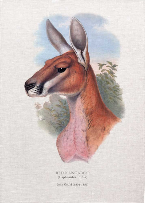 RED KANGAROO (Osphranter Rufus) illustrated by John Gould (1804-1881) printed on tea towel, Made in Australia.