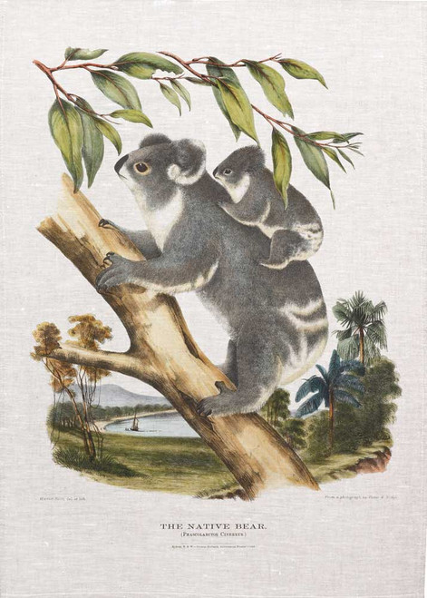 The native bear , Koala illustration from 1869 printed on tea towel, Made in Australia.