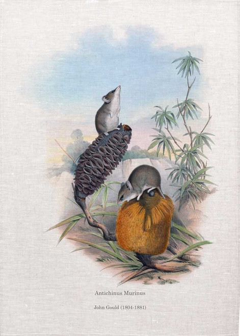 Antichinus Murinus illustrated by John Gould (1804-1881) printed on tea towel, Made in Australia.