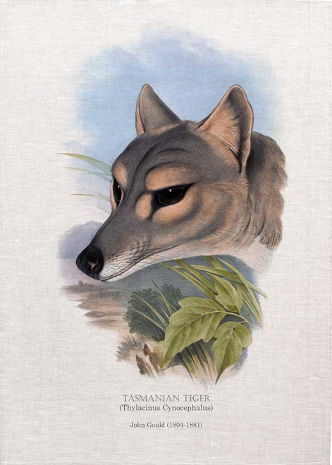 Tasmanian Tiger (Thylacinus Cynocephalus) illustrated by John Gould (1804-1881) printed on tea towel, Made in Australia.