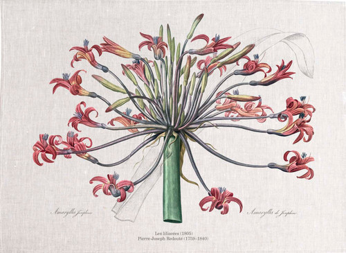 Pierre Joseph Redoute tea towel,
Josephine's lily illustration,  Printed in Australia