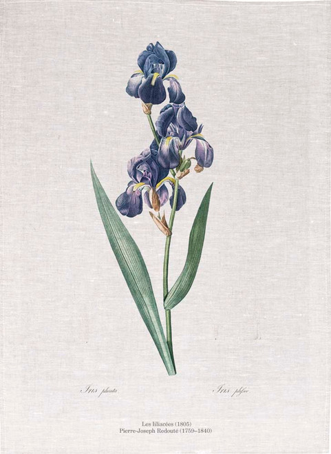 Pierre Joseph Redoute tea towel, Dalmatian iris illustration,  Printed in Australia