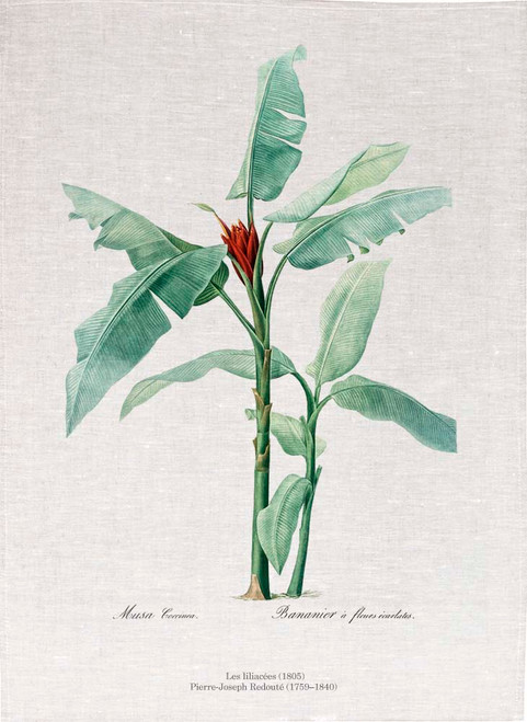 Pierre Joseph Redoute tea towel, Scarlet banana illustration, Printed in Australia