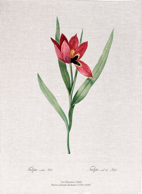 Pierre Joseph Redoute tea towel, Tulipa oculus Colis illustration, Made in Australia