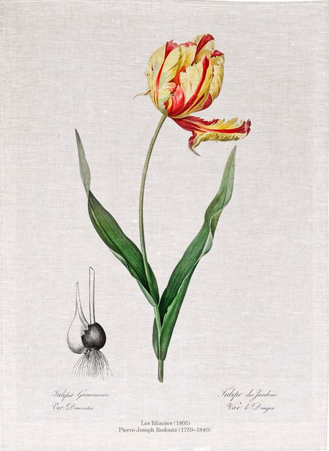 Pierre Joseph Redoute tea towel, Didier's tulip illustration , Made in Australia