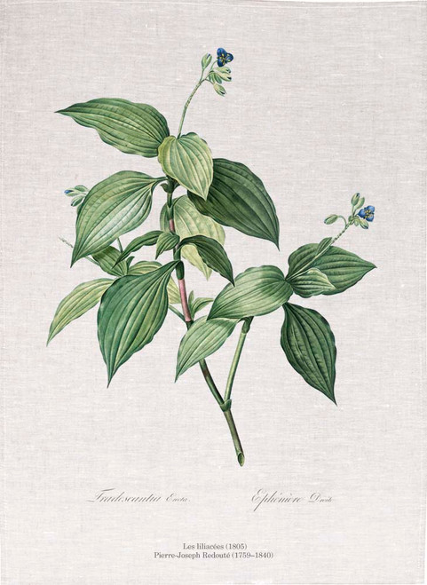 Pierre Joseph Redoute tea towel, Tradescantia erecta illustration, Made in Australia