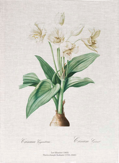 Pierre Joseph Redoute tea towel, Crinum giganteum illustration, Made in Australia