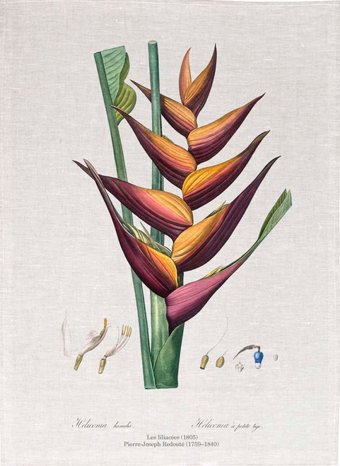 Pierre Joseph Redoute tea towel, Parrot heliconia illustration, Made in Australia