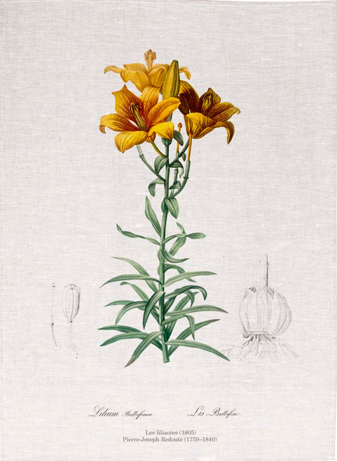 Pierre Joseph Redoute tea towel, Fire lily illustration, Made in Australia