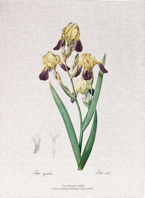 Pierre Joseph Redoute tea towel, Elder scented iris, Made in Australia