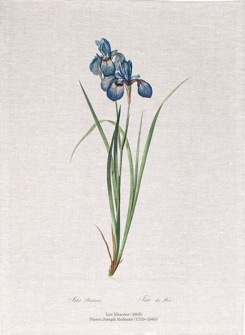 Pierre Joseph Redoute tea towel,Iris pratensis illustration, Made in Australia