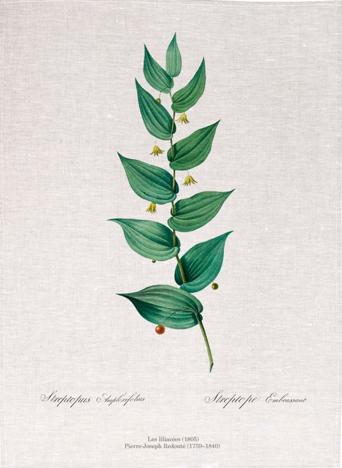 Pierre Joseph Redoute tea towel, Twistedstalk illustration, Made in Australia