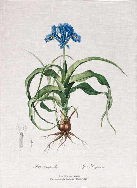 Pierre Joseph Redoute tea towel, Iris scorpiodes illustration, Made in Australia