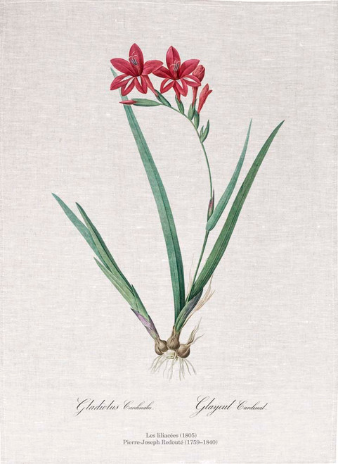 Pierre Joseph Redoute tea towel, Gladiolus cardinalis illustration, Made in Australia