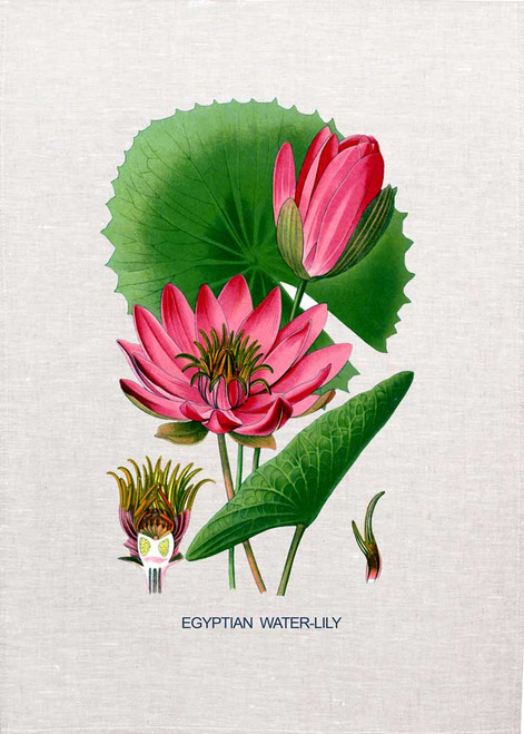 Egyptian Lily illustration on tea towel, Made in Australia