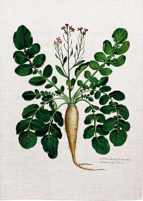 Root vegetable vintage Illustration on tea towel, Made in Australia