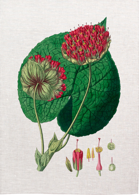 vintage floral Illustration on tea towel, Made in Australia