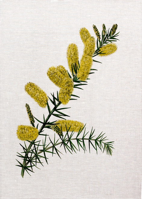 Acacia verticillata  illustration by W Millerr, printed on tea towel, made in Australia