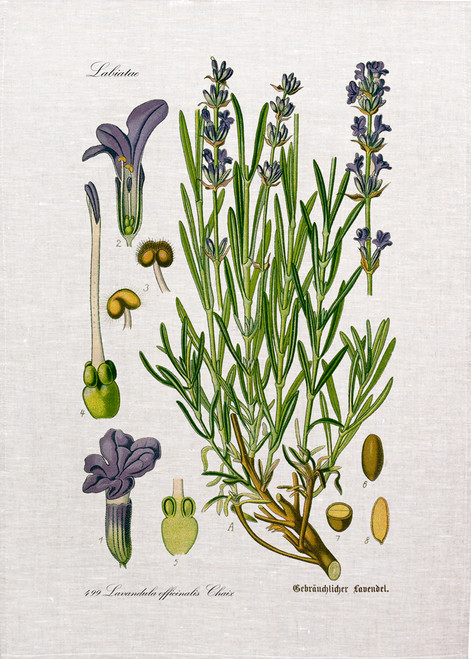 Botanical Lavender printed on tea towel, Made in Australia