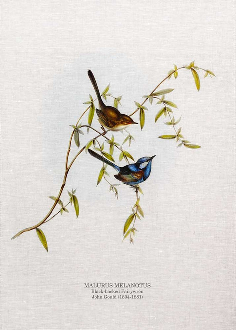 Black-backed Fairywren (melanotus) by John Gould printed on tea towel Made in Australia