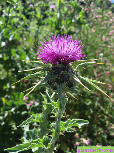 Herb of the Month - Milk Thistle