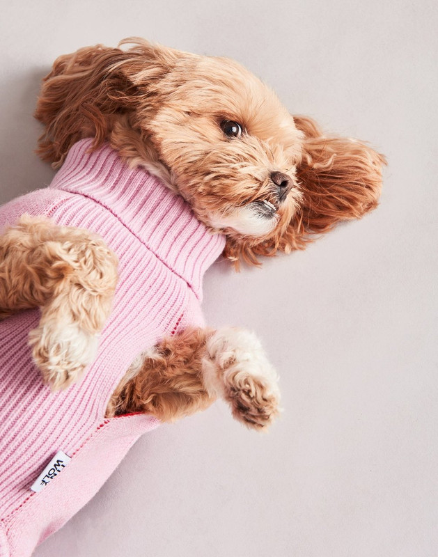 Ροζ πουλόβερ σκύλου