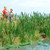1256 Busch HO Cattails/Bulrush