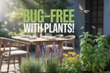 Effective Ways: How to Protect Outdoor Dining Chairs from Pests and Insects?