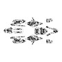 apollo rfz250 graphics kit all years invasion series white