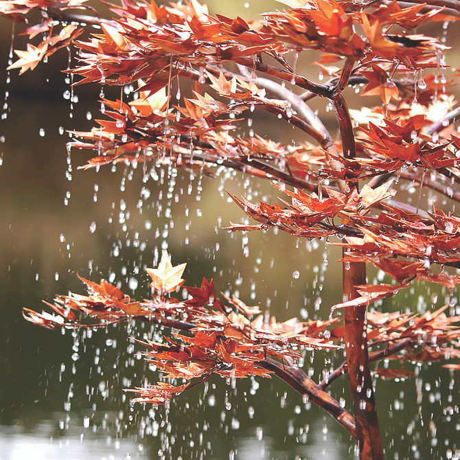 Blue Thumb Japanese Maple Tree Fountain