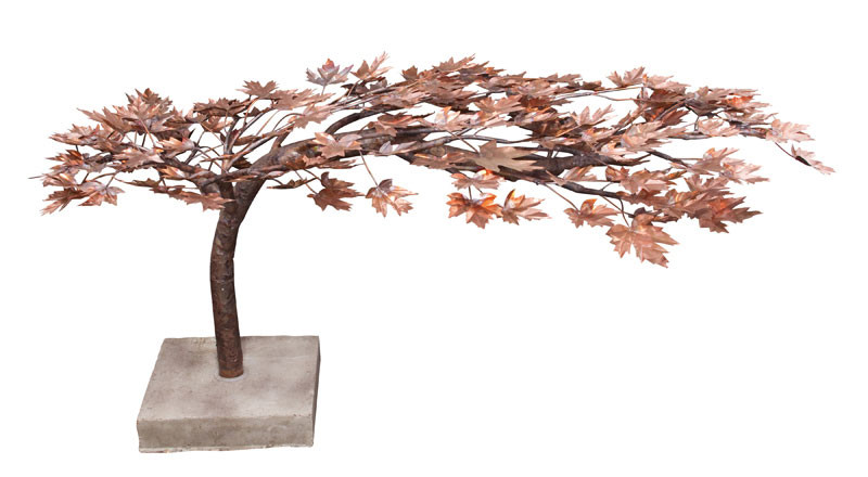 Blue Thumb Creeping Japanese Maple - Thumbnail 3