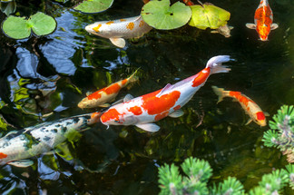 5 Things to Know about Koi