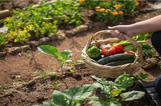 5 Advantages of Installing a Pondless Waterfall in Your Suburban Micro-Farm 5 Advantages of Installing a Pondless Waterfall in Your Suburban Micro-Farm