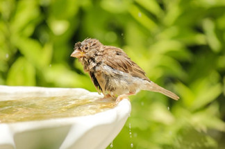 Attract the Good Stuff: How Fountains Can Encourage Birds and Beneficial Insects to Your Garden