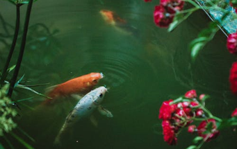 Pond Skimmers: Keeping Your Garden Ponds Clear and Clean Year-Round