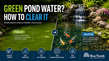 Why Is My Pond Water Green? How to Clear and Prevent Green Pond Water