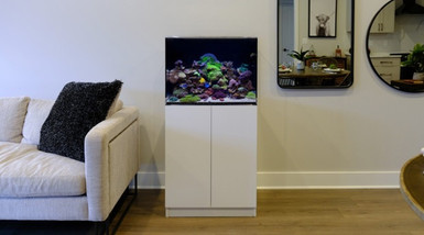 Why an Aquarium Might Be Just What You Need