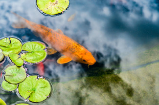 7 Steps to Protect Your Pond Fish During Extreme Heat