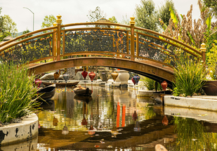 Do You Need a Pond Skimmer?
