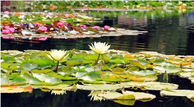 What is a Pond Skimmer Box and Why is it Essential for a Healthy Pond? What is a Pond Skimmer Box and Why is it Essential for a Healthy Pond?